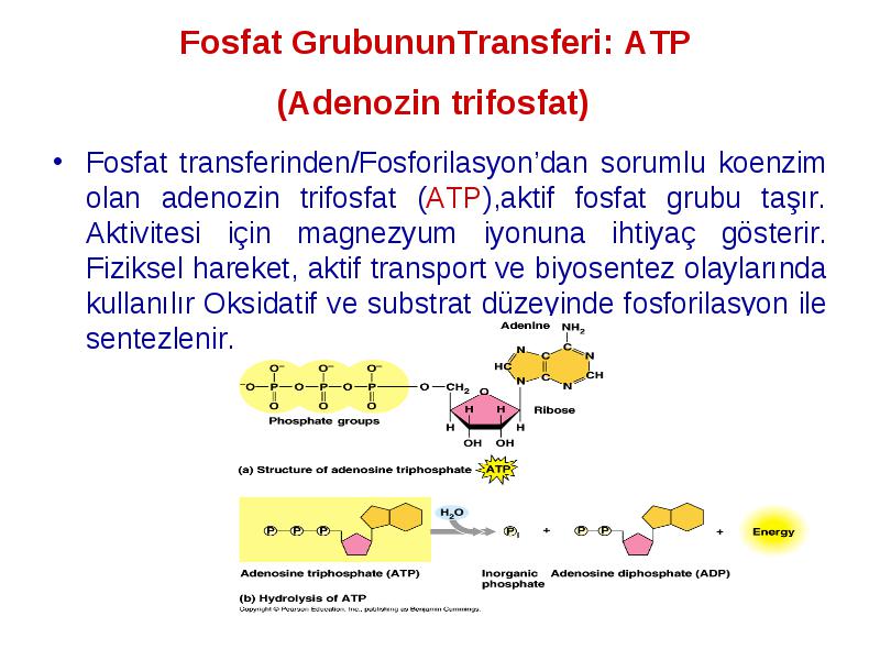 Canlılığın devamından sorumlu biyomoleküllerin kendi aralarındaki