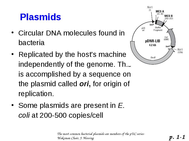 Circular Dna Molecules Found In Bacteria