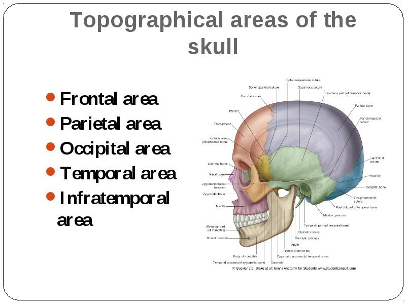 General Data About Cranium 5042