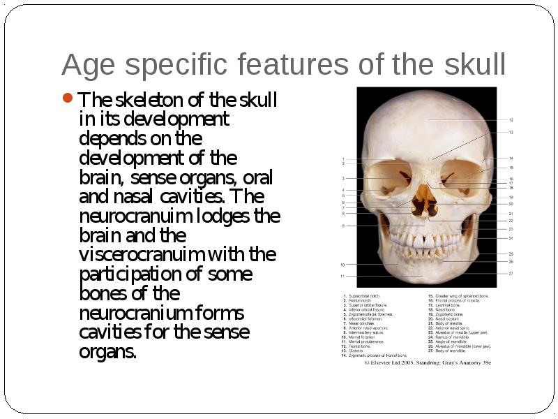 General data about cranium